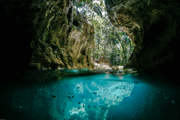 A view from underwater looking up at a rocky cave surrounded by lush vegetation.